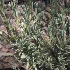 Lavandula stoechas (Spanish Lavender or Topped Lavender) at Hawker, ACT - 6 Jan 2025 by pinnaCLE