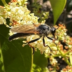 Neoscleropogon sp. (genus) (Robber fly) at Pialligo, ACT - 4 Jan 2025 by Pirom