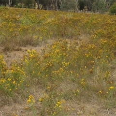 Hypericum perforatum (St John's Wort) at Cook, ACT - 6 Jan 2025 by pinnaCLE