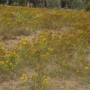 Hypericum perforatum at Cook, ACT - 6 Jan 2025