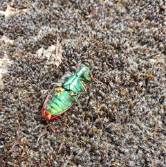 Temognatha affinis (Jewel beetle) at Kambah, ACT - 6 Jan 2025 by Namadgivor