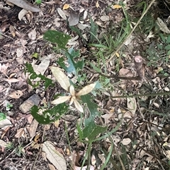 Pittosporum revolutum (Large-fruited Pittosporum) at Kiamba, QLD - 6 Jan 2025 by Ange