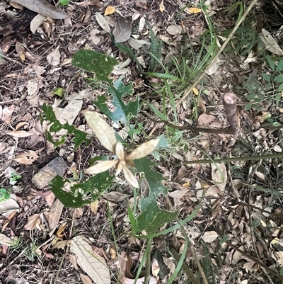 Pittosporum revolutum (Large-fruited Pittosporum) at Kiamba, QLD - 6 Jan 2025 by Ange