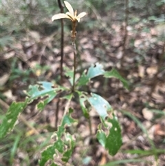 Pittosporum revolutum at Kiamba, QLD - 6 Jan 2025 03:17 PM
