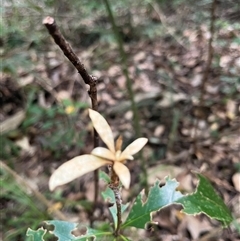 Pittosporum revolutum at Kiamba, QLD - 6 Jan 2025 03:17 PM