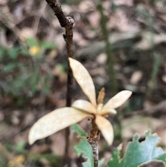 Pittosporum revolutum at Kiamba, QLD - 6 Jan 2025 03:17 PM