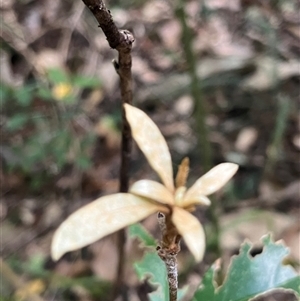 Pittosporum revolutum at Kiamba, QLD - 6 Jan 2025 03:17 PM