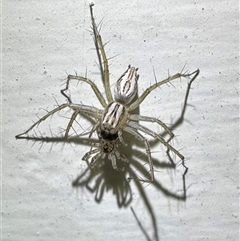 Oxyopes (genus) (Lynx spider) at Ainslie, ACT - 3 Jan 2025 by Pirom