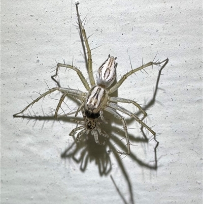 Oxyopes (genus) (Lynx spider) at Ainslie, ACT - 3 Jan 2025 by Pirom