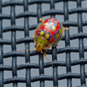 Paropsisterna annularis at Harrison, ACT - 5 Jan 2025