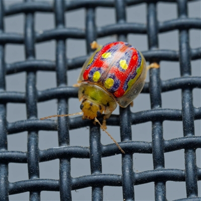 Paropsisterna annularis (A leaf beetle) at Harrison, ACT - 5 Jan 2025 by DPRees125