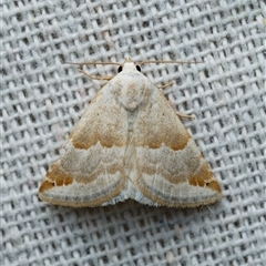 Eublemma amoena (Crown Moth) at Harrison, ACT - 5 Jan 2025 by DPRees125