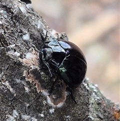 Hemicyclus punctulatus at Bungendore, NSW - 6 Jan 2025 by clarehoneydove