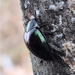 Hemicyclus punctulatus at Bungendore, NSW - 6 Jan 2025