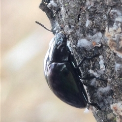 Hemicyclus punctulatus at Bungendore, NSW - 6 Jan 2025