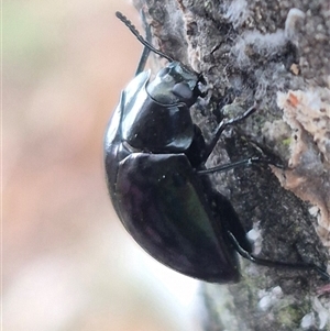 Hemicyclus punctulatus at Bungendore, NSW - 6 Jan 2025