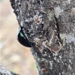 Hemicyclus punctulatus at Bungendore, NSW - 6 Jan 2025