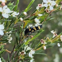 Castiarina australasiae (A jewel beetle) at Bungendore, NSW - 6 Jan 2025 by clarehoneydove