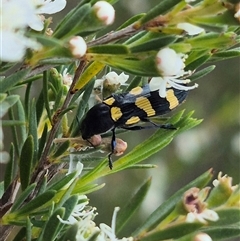 Castiarina australasiae at Bungendore, NSW - 6 Jan 2025