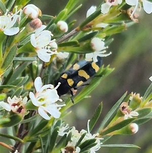 Castiarina australasiae at Bungendore, NSW - 6 Jan 2025