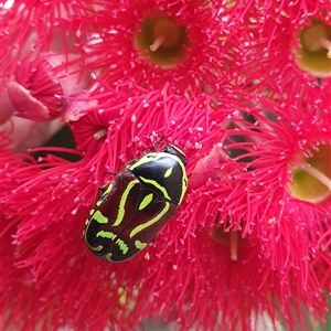 Eupoecila australasiae at Penrose, NSW - suppressed