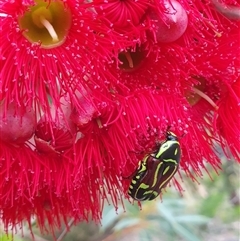 Eupoecila australasiae at Penrose, NSW - 6 Jan 2025