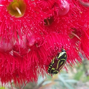 Eupoecila australasiae at Penrose, NSW - 6 Jan 2025