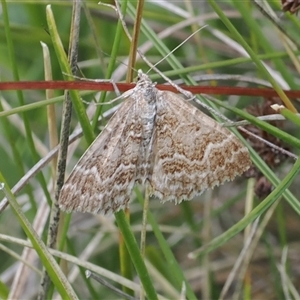 Chrysolarentia (genus) at Tharwa, ACT - 3 Jan 2025