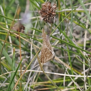 Chrysolarentia (genus) at Tharwa, ACT - 3 Jan 2025