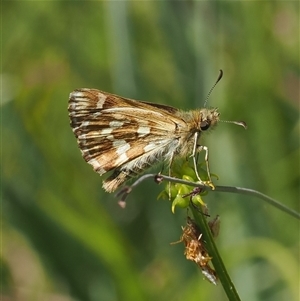 Atkinsia dominula at Tharwa, ACT - 3 Jan 2025