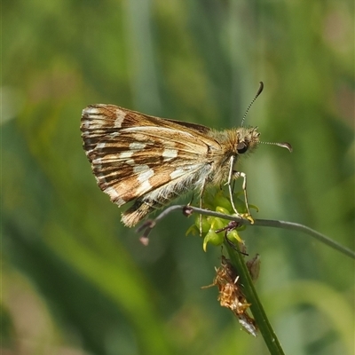 Atkinsia dominula (Two-brand grass-skipper) at Tharwa, ACT - 3 Jan 2025 by RAllen