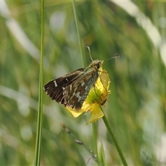 Atkinsia dominula at Tharwa, ACT - 3 Jan 2025