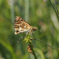 Atkinsia dominula at Tharwa, ACT - 3 Jan 2025