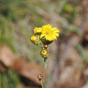 Podolepis hieracioides (Long Podolepis) at Tharwa, ACT by RAllen