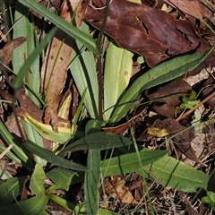 Podolepis hieracioides at Tharwa, ACT - 3 Jan 2025