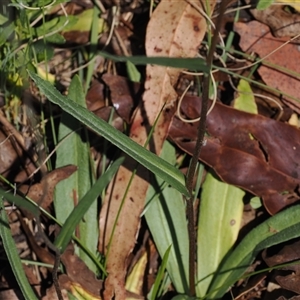 Podolepis hieracioides at Tharwa, ACT - 3 Jan 2025