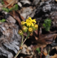 Podolepis hieracioides at Tharwa, ACT - 3 Jan 2025