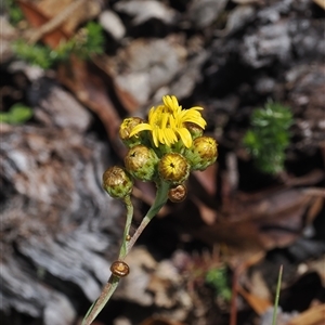 Podolepis hieracioides at Tharwa, ACT - 3 Jan 2025