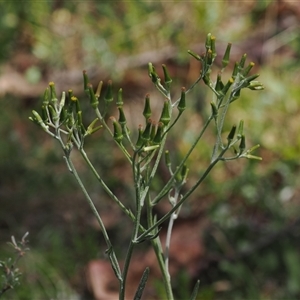 Senecio gunnii at Tharwa, ACT - 3 Jan 2025