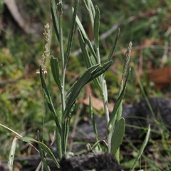 Senecio gunnii at Tharwa, ACT - 3 Jan 2025