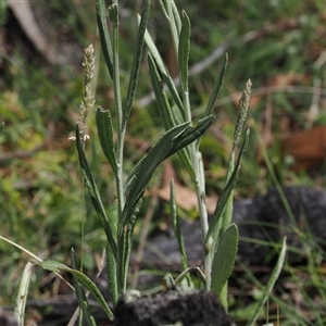 Senecio gunnii at Tharwa, ACT - 3 Jan 2025 02:44 PM