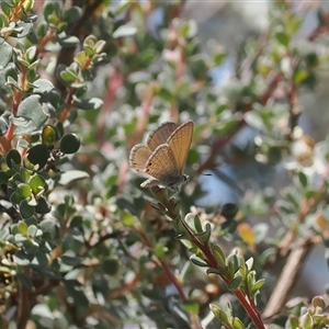 Nacaduba biocellata at Tharwa, ACT - 3 Jan 2025