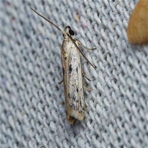 Phycitodes melanosticta at Harrison, ACT - 5 Jan 2025