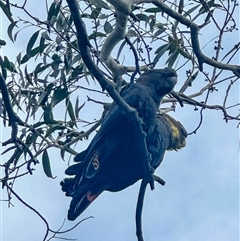 Calyptorhynchus lathami lathami (Glossy Black-Cockatoo) at Penrose, NSW - 30 Sep 2024 by GITM1