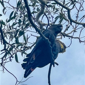 Calyptorhynchus lathami lathami at Penrose, NSW - 6 Jan 2025