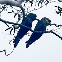 Calyptorhynchus lathami lathami at Penrose, NSW - 6 Jan 2025