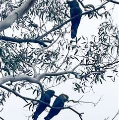 Calyptorhynchus lathami lathami at Penrose, NSW - 6 Jan 2025