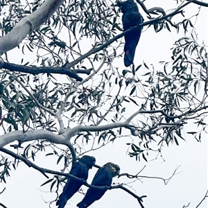 Calyptorhynchus lathami lathami at Penrose, NSW - 6 Jan 2025