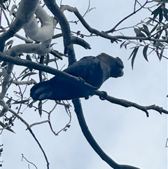 Calyptorhynchus lathami lathami at Penrose, NSW - 6 Jan 2025