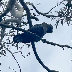 Calyptorhynchus lathami lathami at Penrose, NSW - 6 Jan 2025